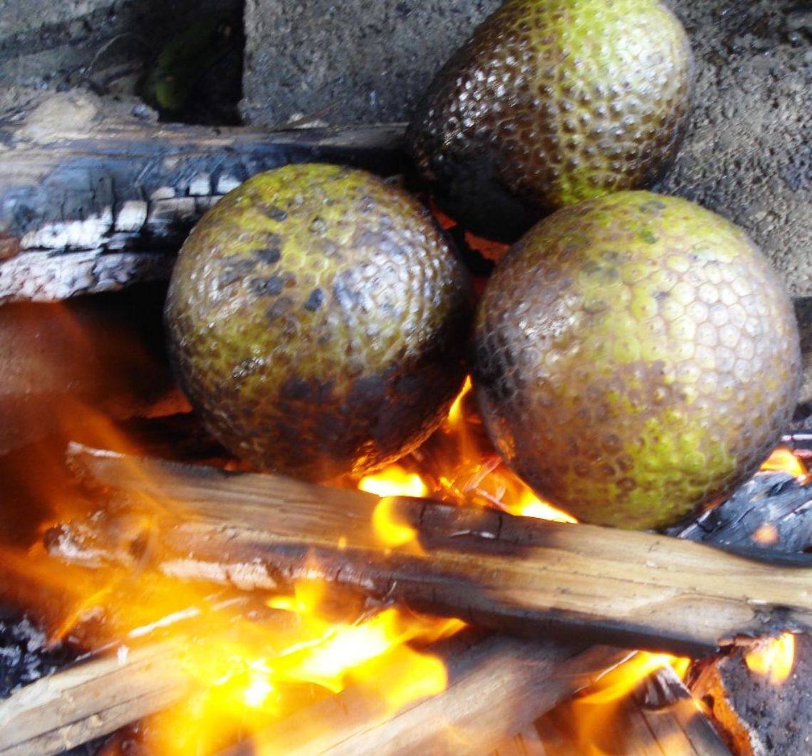 About Breadfruit In Jamaica Experience Jamaique about-breadfruit-in-jamaica-experience-jamaique